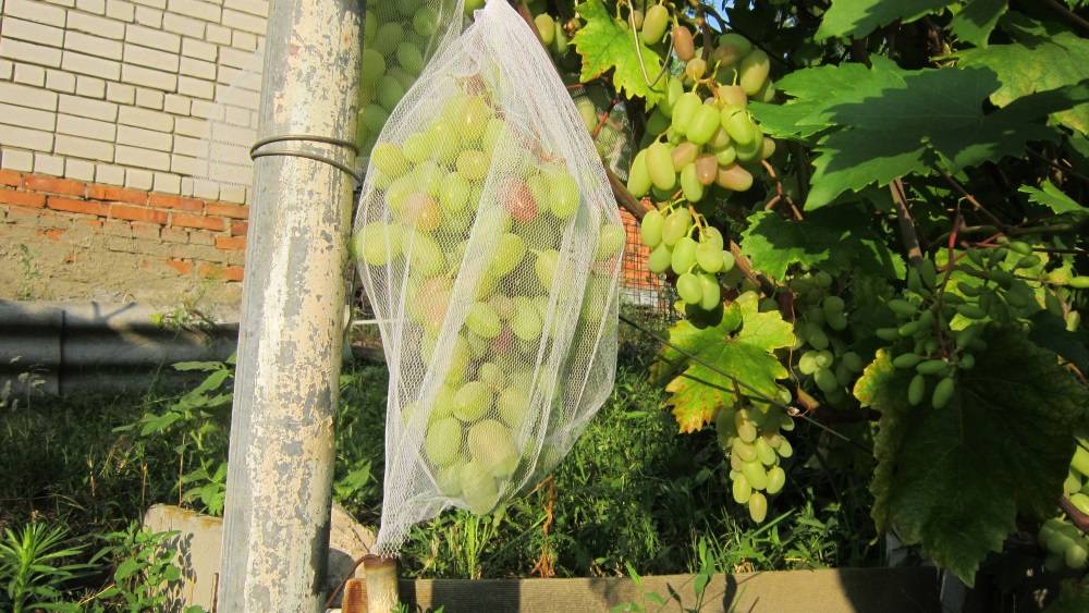 Как защитить виноград от ос во время его созревания: как с ними бороться и что делать