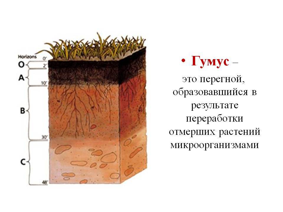 Гумус: что это такое и как повысить его содержание в почве. как сделать и использовать биогумус