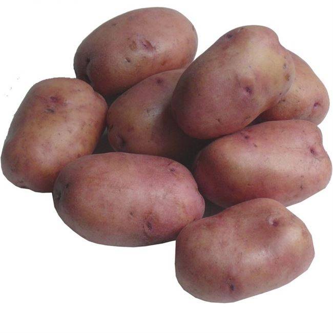 Картофель рябинушка: описание сорта, вкусовые качества, фото, отзывы
