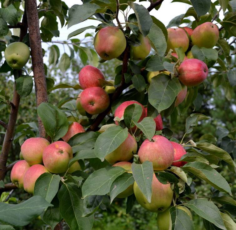 Морозостойкая яблоня боровинка: описание, фото