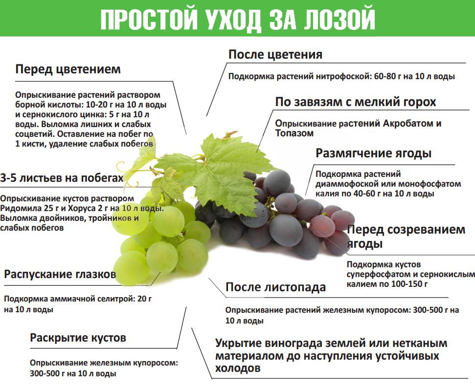 Как ускорить плодоношение и созревание винограда - vinograd-loza