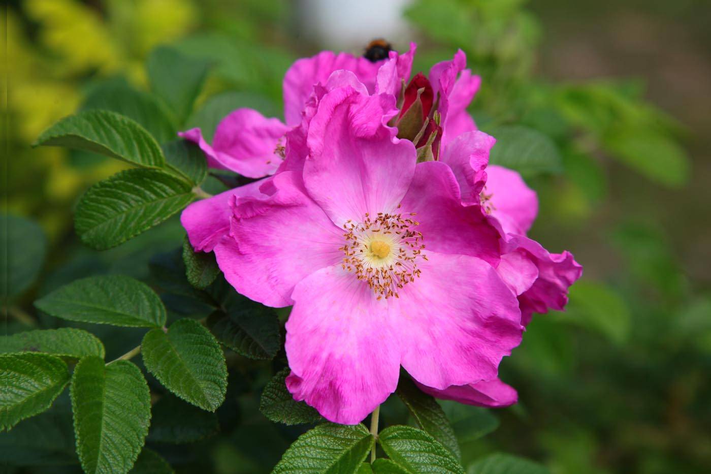 Роза морщинистая ругоза: описание, посадка и уход