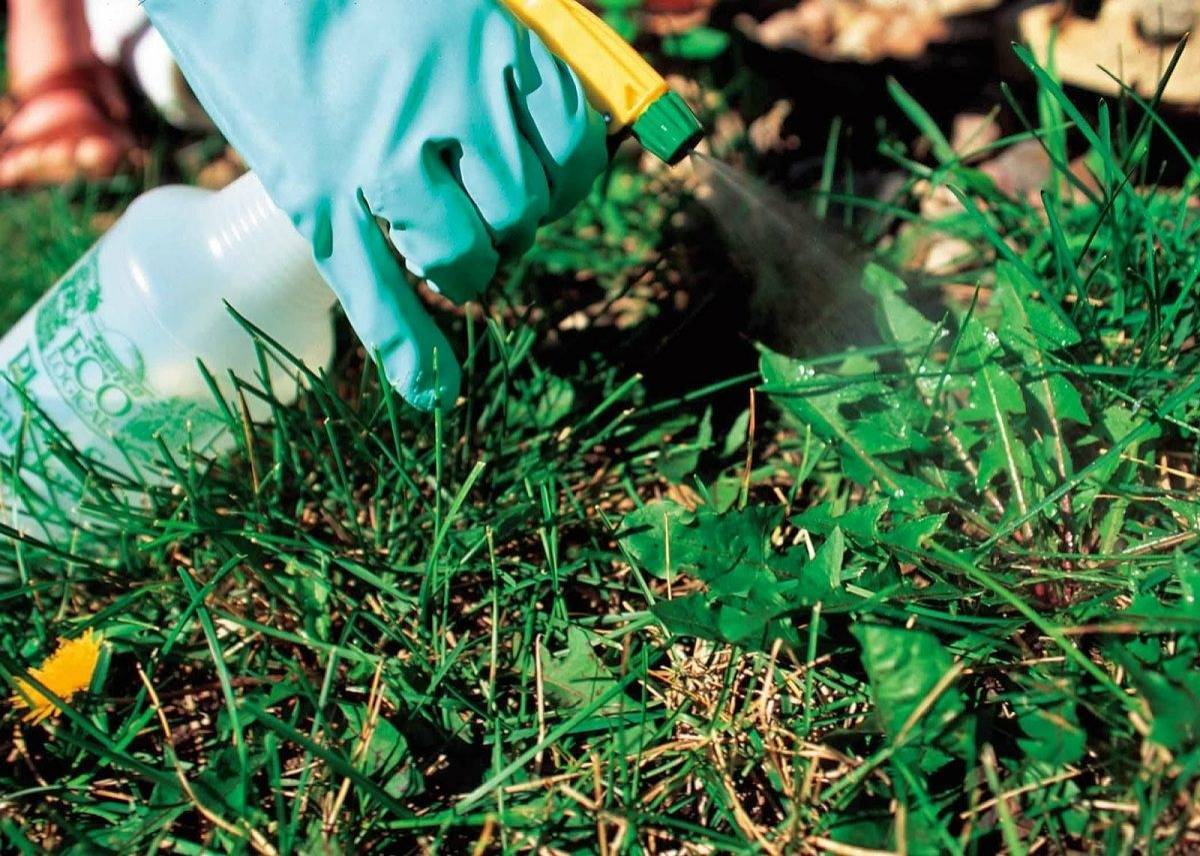 Список гербицидов против амброзии и как навсегда избавиться от сорняка