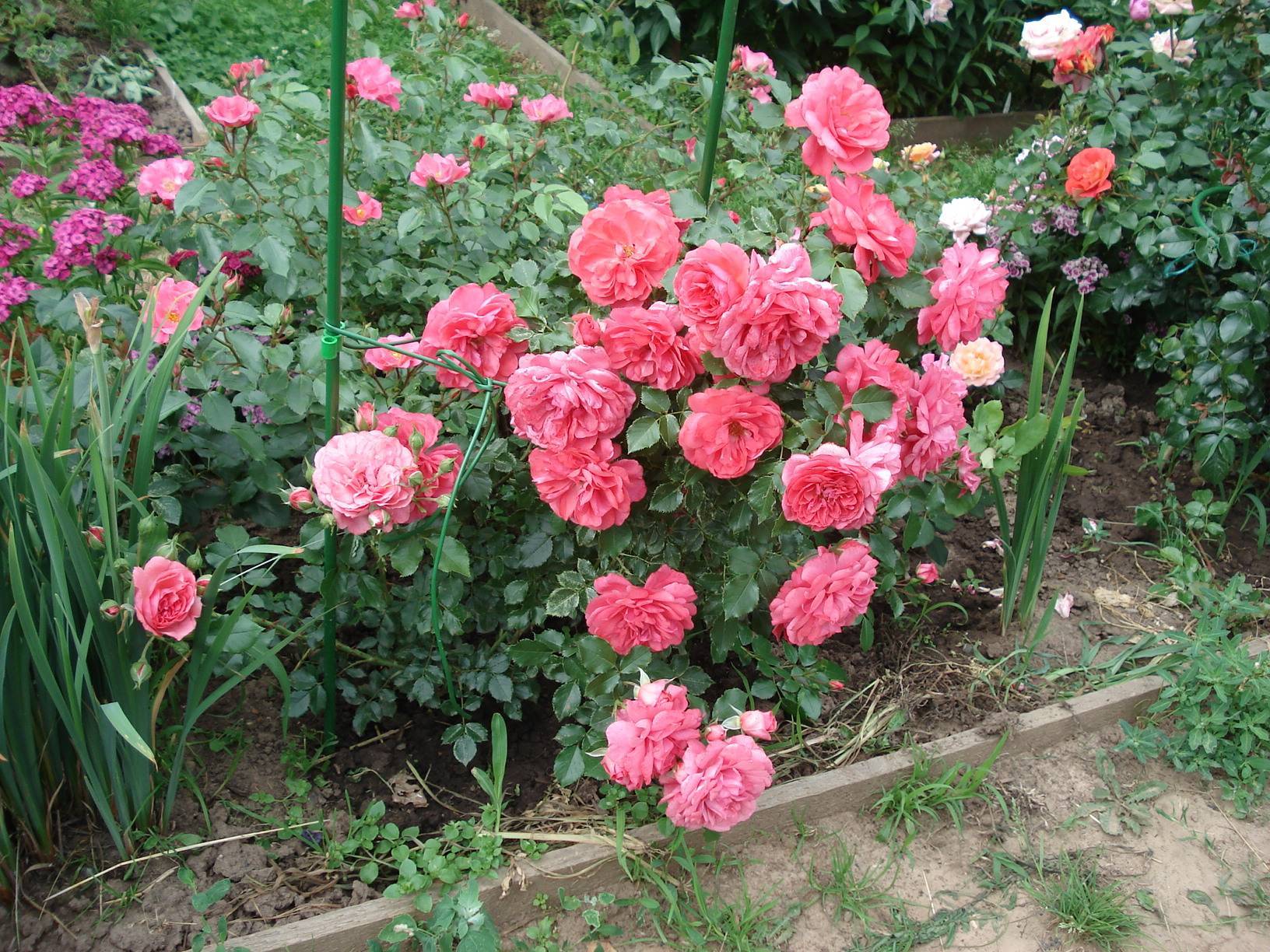 ✅ выращивание и правила ухода за розой сорта розариум ютерсен - сад62.рф
