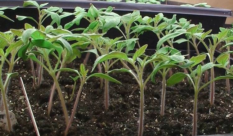Экономим время и силы при посадке томатов — плюсы и минусы выращивания рассады без пикировки