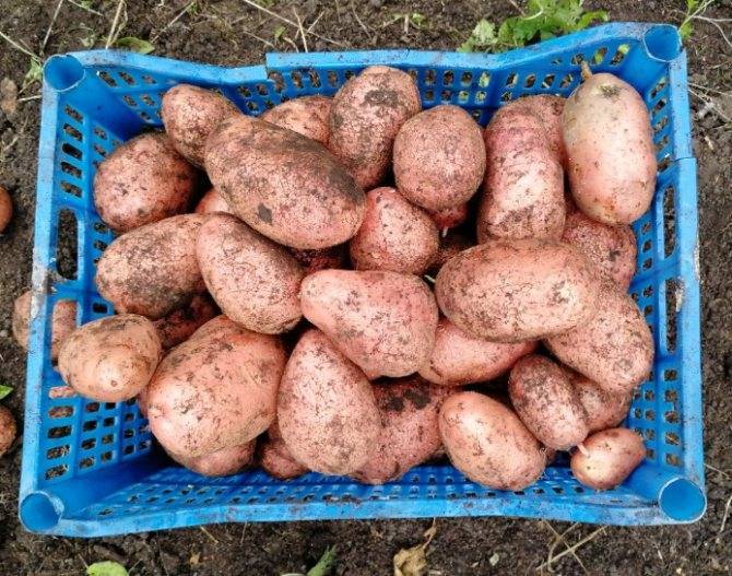 Картофель адретта: описание сорта, как я выращивала, отзыв, фото