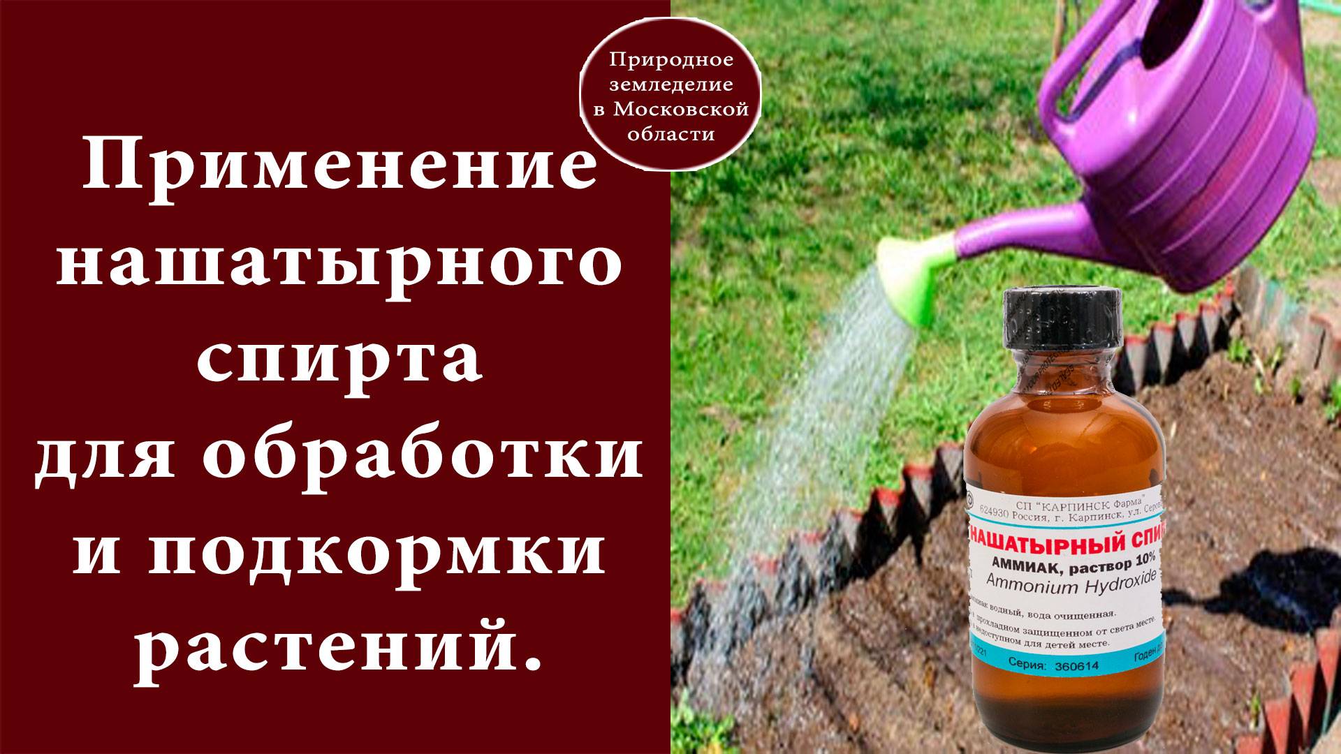Нашатырный спирт для огурцов - полив и подкормка огурцов своими руками (100 фото и видео)