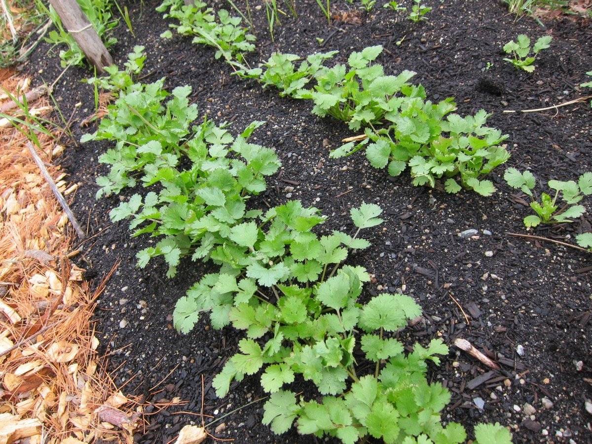 Кориандр (кинза): выращивание из семян, посадка и уход в открытом грунте – как сажать растение, чтобы быстро взошло