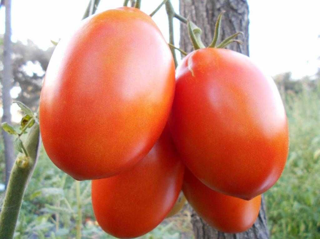 Сорт помидор гусиное яйцо отзывы и фото