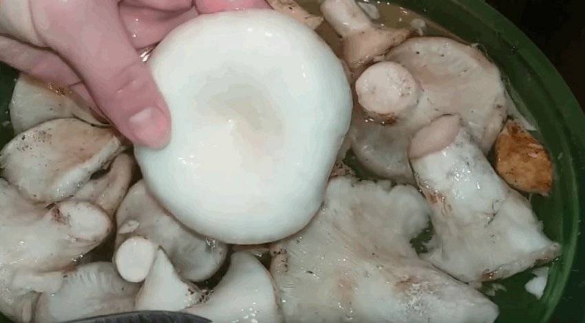 Как правильно заморозить белые грибы на зиму заморозка белых грибов варенными и сырыми