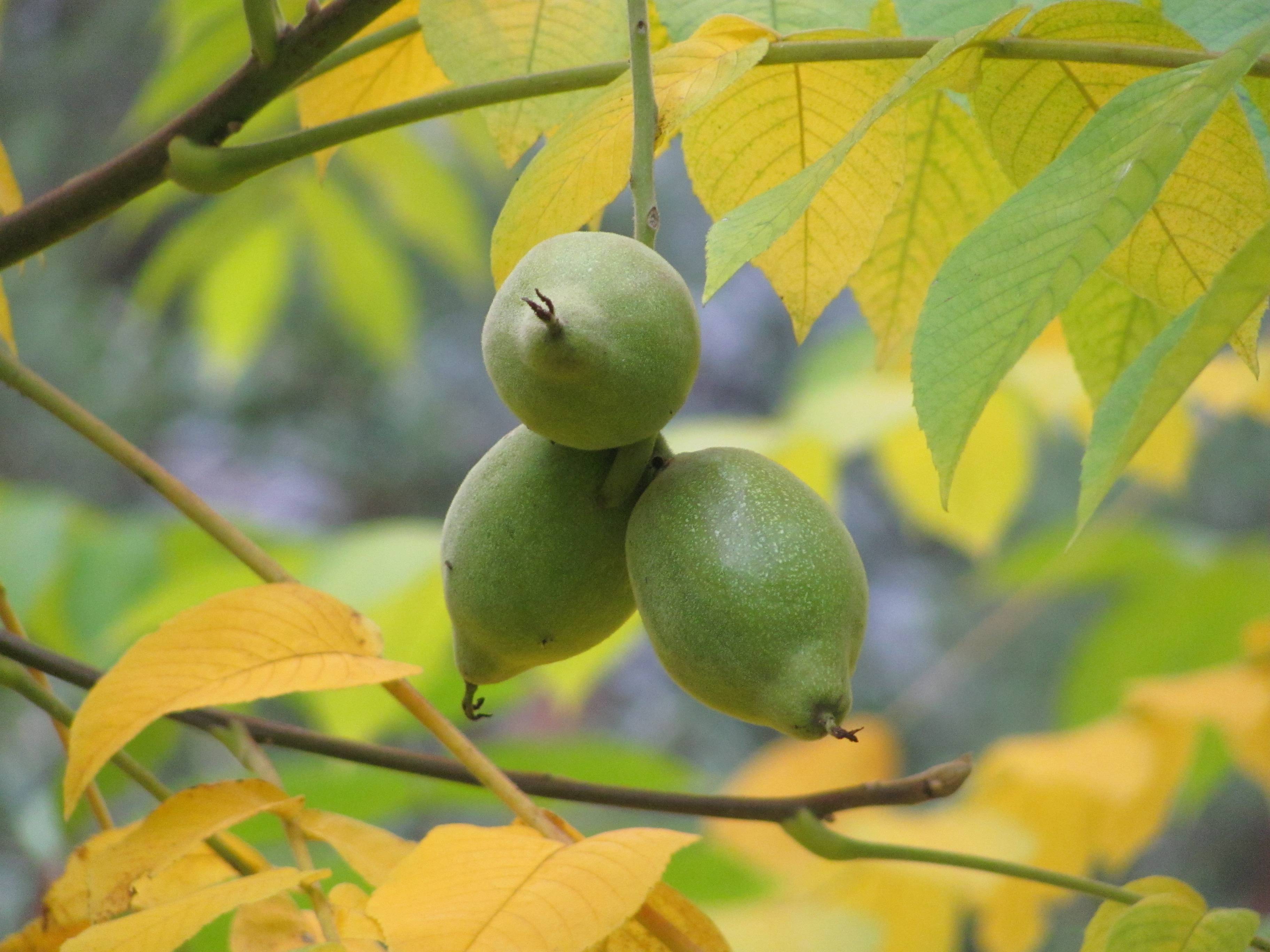 Орехи для средней полосы: виды и условия выращивания