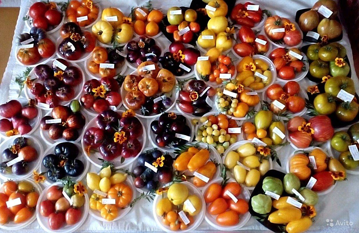 Коллекция томатов валентины редько. семена от валентины редько солнечный сад. сорта томатов от лидии ганзен