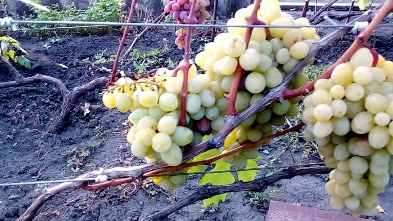 Великолепный сорт гибридного винограда — «валек»