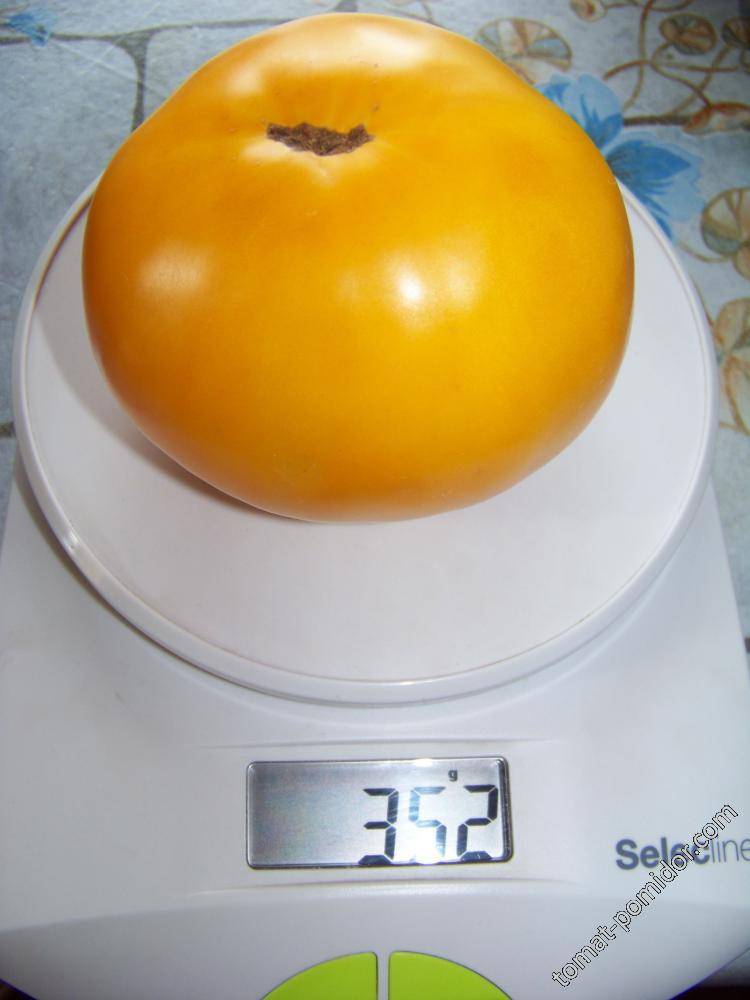 ᐉ томат "медовый король": описание сорта, рекомендации по выращиванию за помидором - orensad198.ru