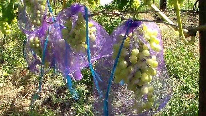 Как уберечь виноград от ос и пчел: чем спасти, способы защиты
