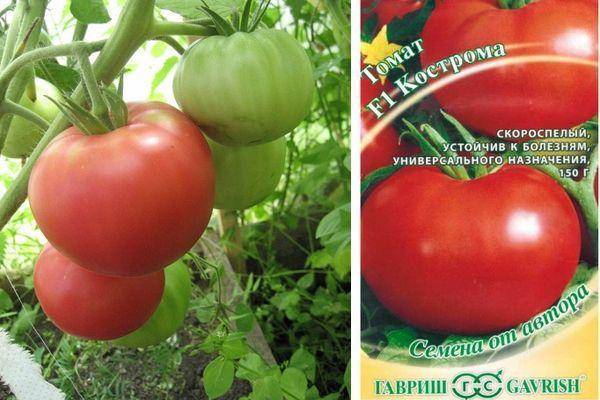 Бифштекс: описание сорта томата, характеристики помидоров, посев