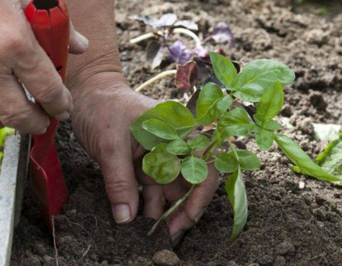 Как вырастить базилик в открытом грунте: простым способом