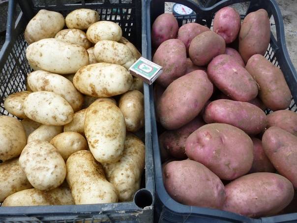 Картофель любава: характеристика и описание сорта, выращивание и уход