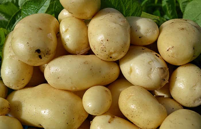 Картофель «импала» — описание сорта, фото, отзывы и особенности, принципы борьбы с вредителями