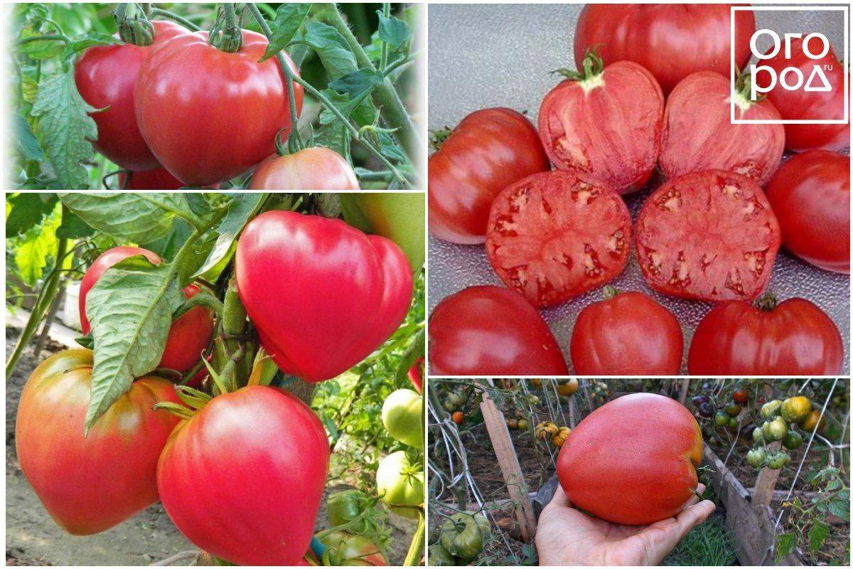Лучшие сорта помидоров ленобласти