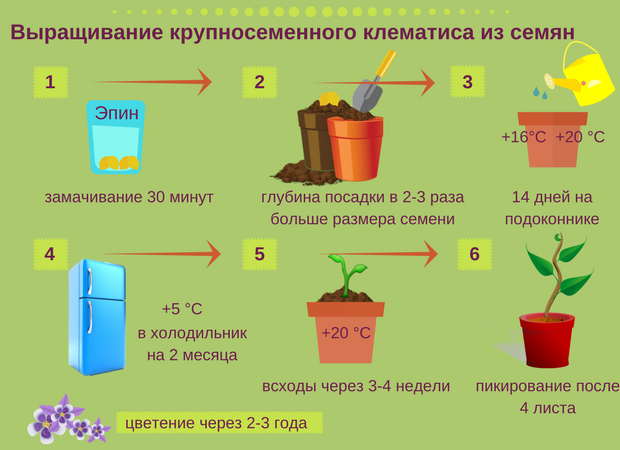 Как размножать клематисы? черенками, отводками, семенами :: syl.ru