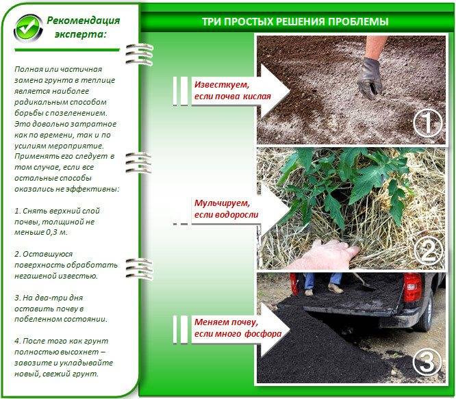 Подготовка почвы для огурцов в теплице весной: какую землю любят, чем обработать