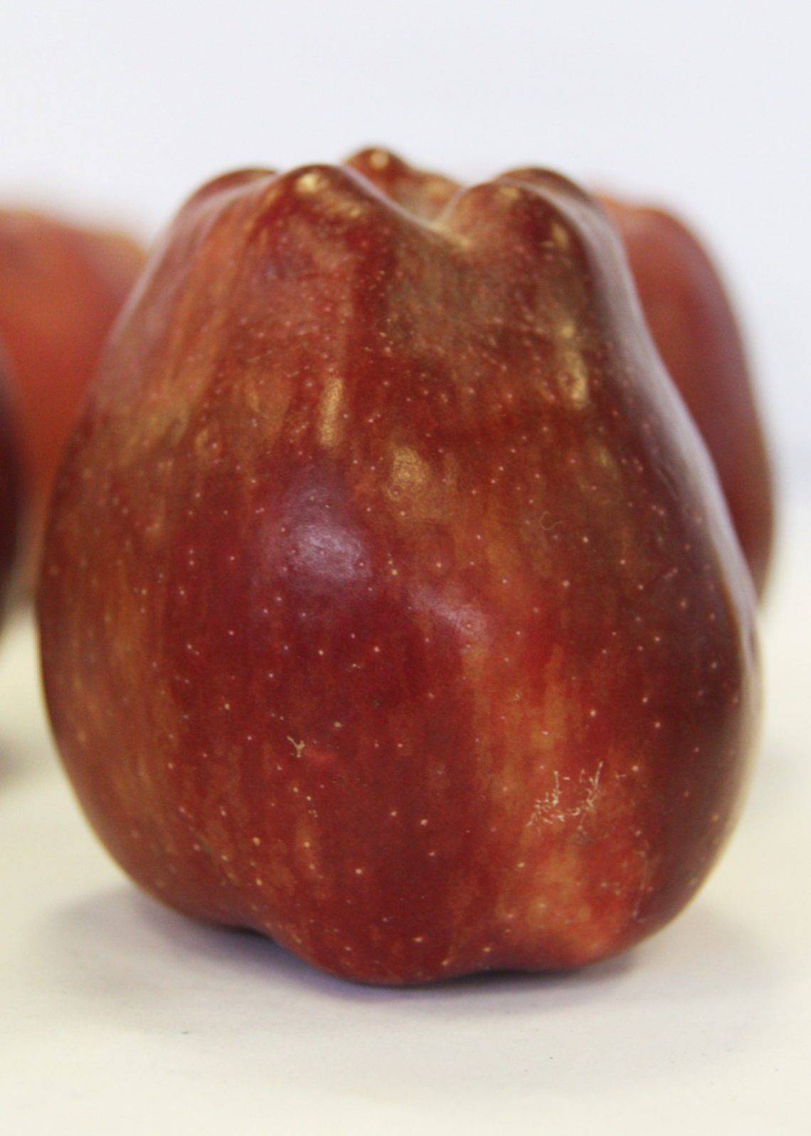Яблоня ред чиф: сортовые характеристики и особенности выращивания
