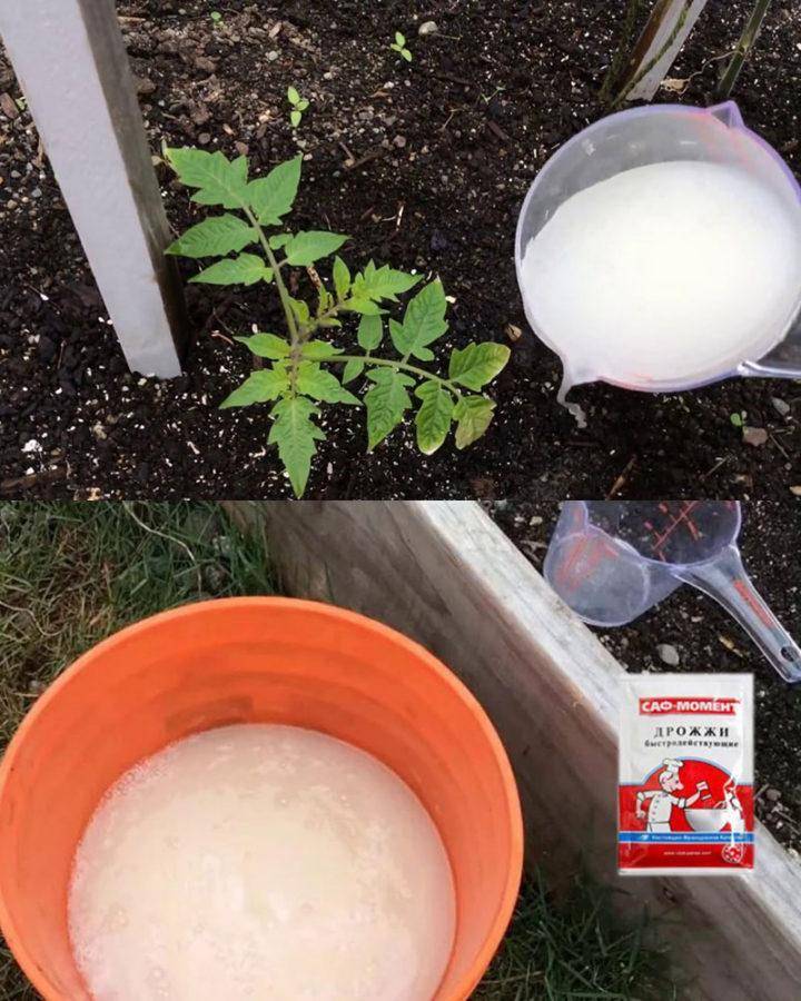 Как подкормить помидоры дрожжами – какие использовать, их польза, когда лучше применять?
