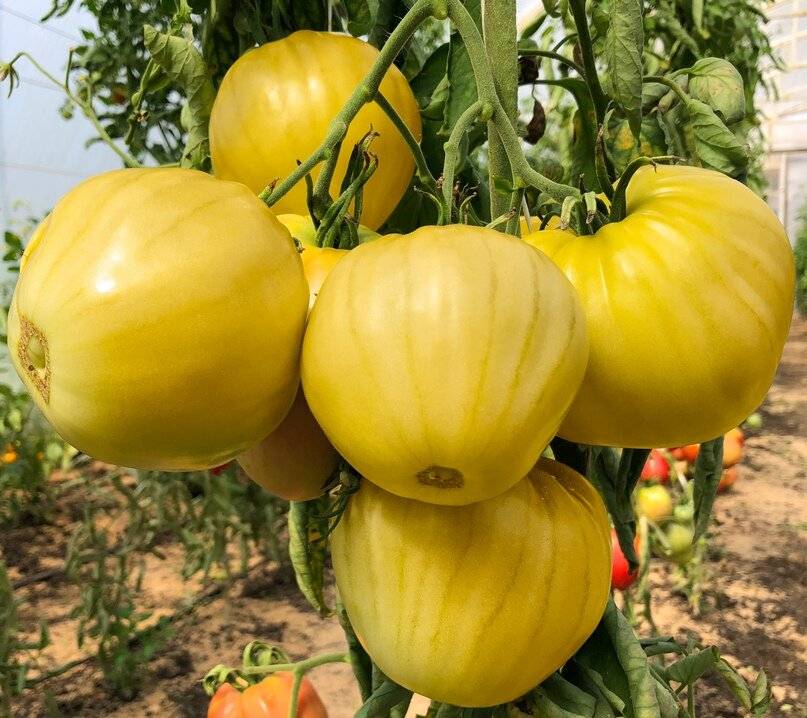 Желтые сорта томатов с фото и описанием