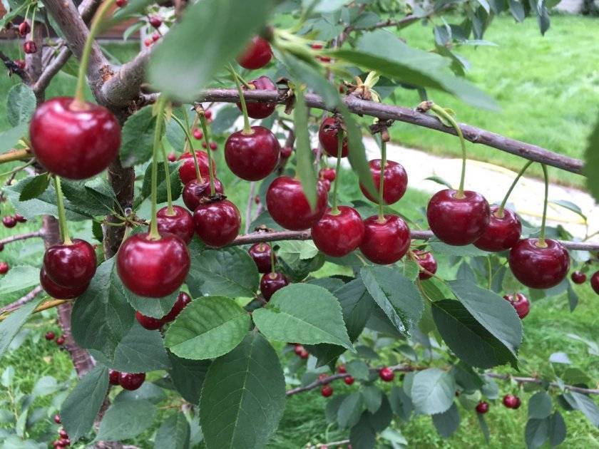 25 лучших сортов вишни для сибири на 2021 год: самоплодные, морозостойкие, самые крупные и сладкие с названием и фото