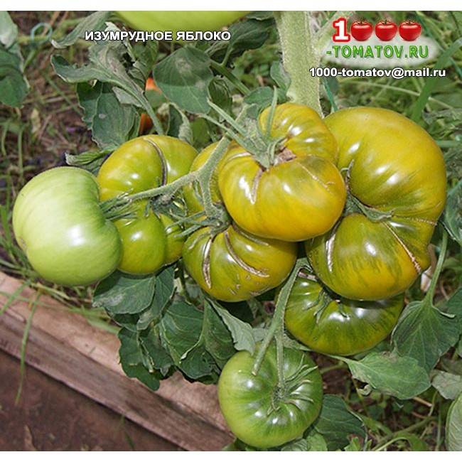 Изумрудное яблоко — описание сорта томата и особенности выращивания