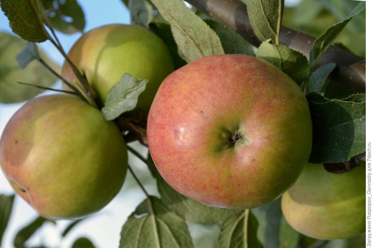 Как вырастить яблоню из косточки, чтобы получить хорошо плодоносящее дерево