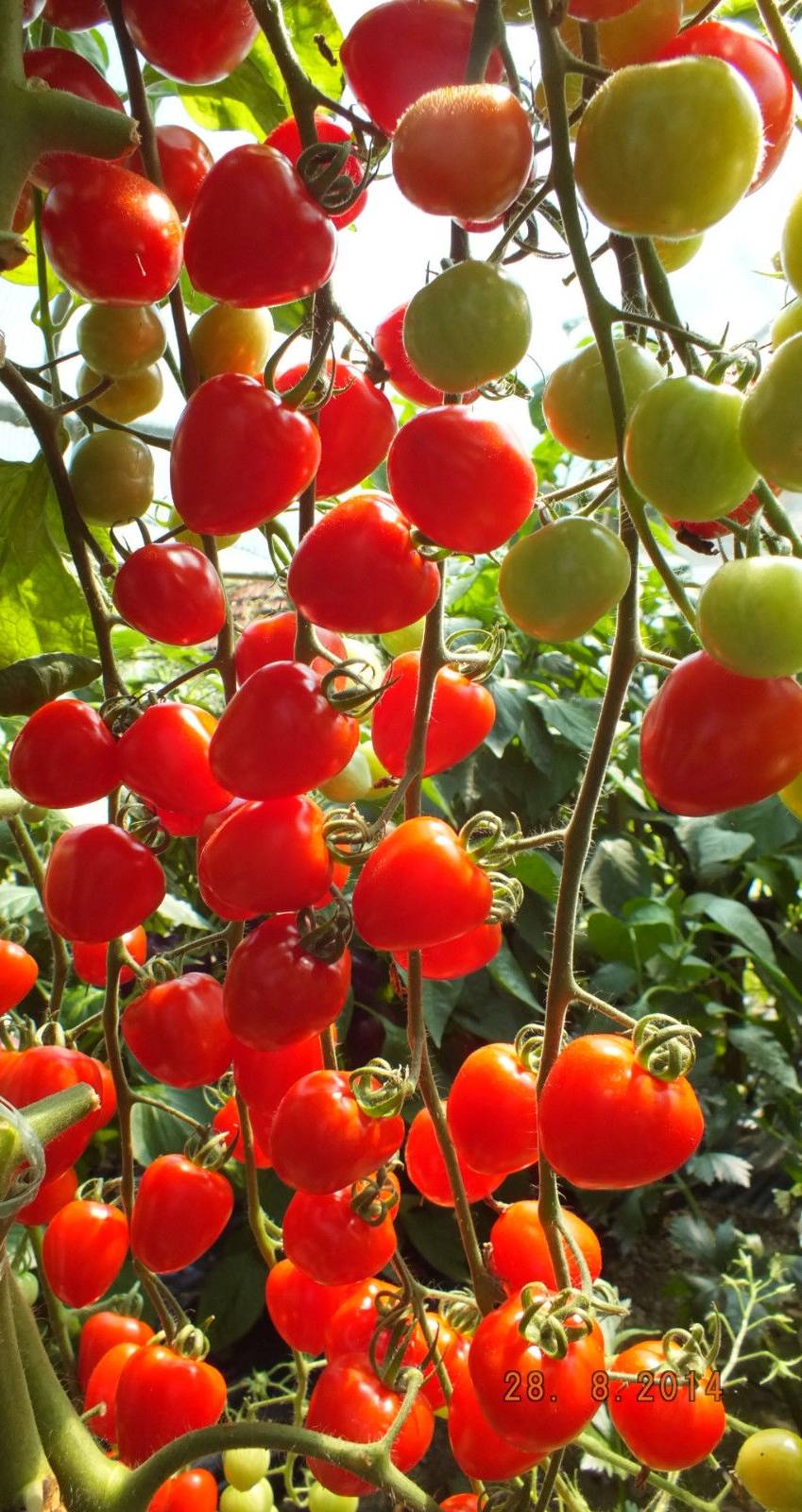 Томат «черри клубничный f1»: характеристика и описание сорта, отзывы – все о томатах. выращивание томатов. сорта и рассада.