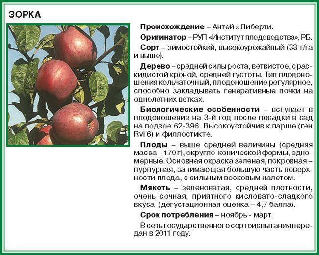Описание сорта яблони ауксис: фото яблок, важные характеристики, урожайность с дерева