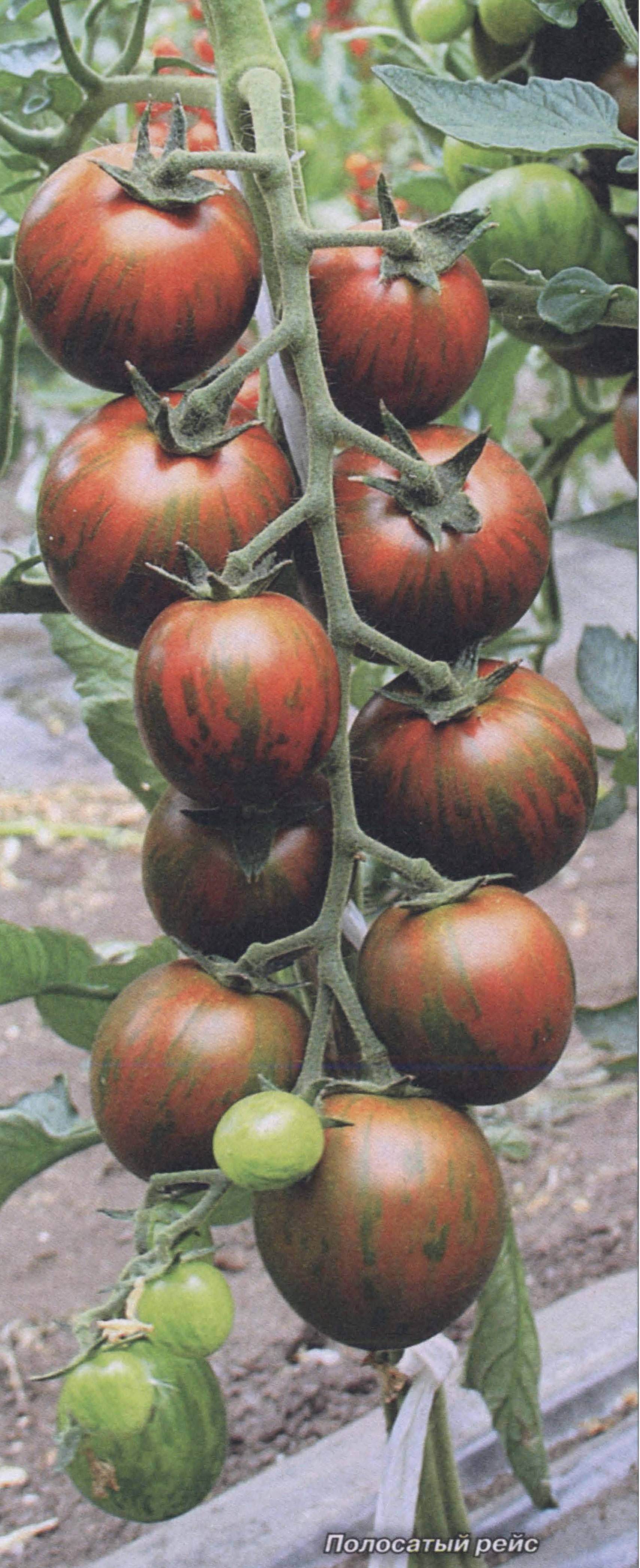 Томат полосатый шоколад: описание оригинального сорта с черными полосками на плодах