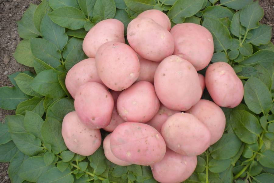 ᐉ сорт картофеля «рябинушка» – описание и фото - roza-zanoza.ru