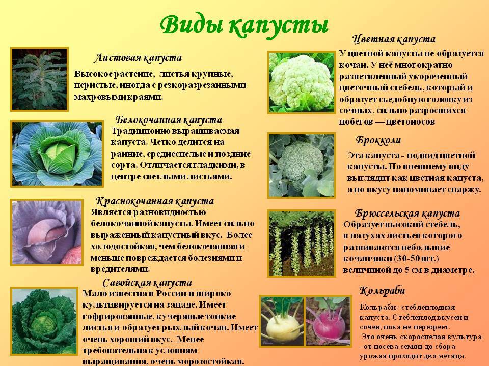 Сорта белокочанной капусты - более 20 сортов с фото и описанием