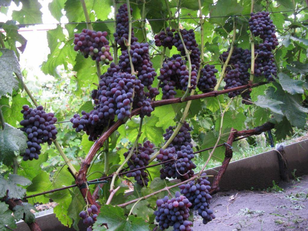 Виноград юпитер кишмиш: описание и характеристики сорта, выращивание с фото