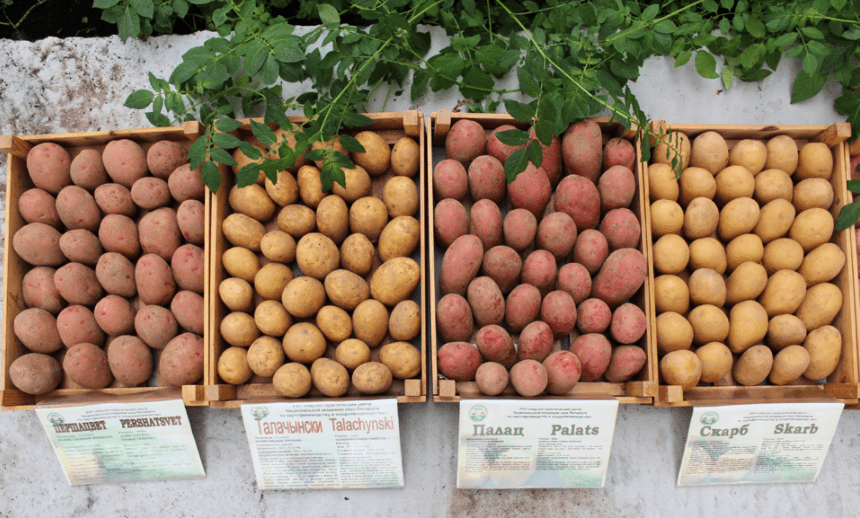 Сорта картофеля в белоруссии: описание и фото, характеристика и отзывы тех кто сажал