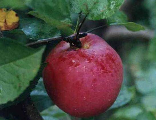 Сорта яблонь для сибири: описание и фото - homeli.ru