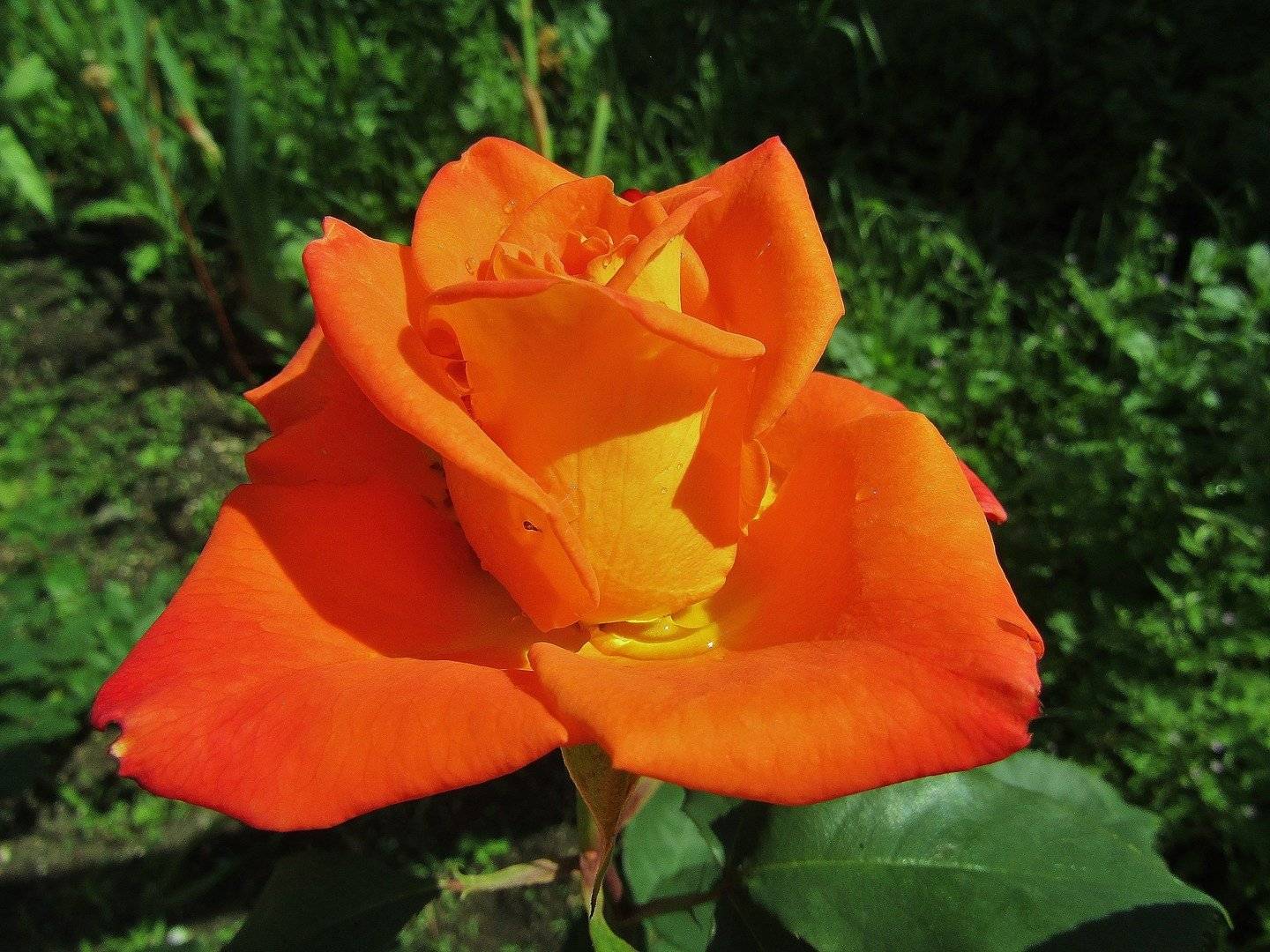 Роза чайно-гибридная оранжевая Моника