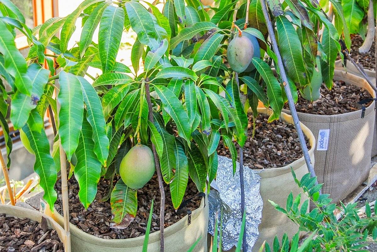Особенности выращивания манго из косточки | pot flowers