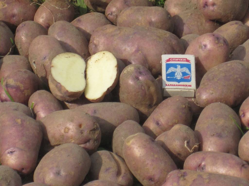 Фото картофеля коломбо, описание и отзывы тех, кто сажал