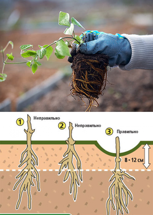 Клематис или ломонос: как посадить и ухаживать за декоративной лианой в саду