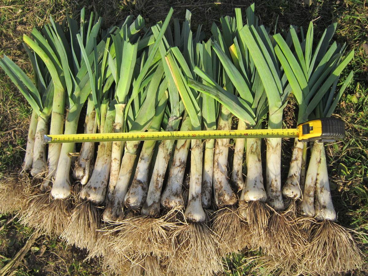 ✅ лук-порей: выращивание и уход, описание сорта, сбор и хранение урожая, фото