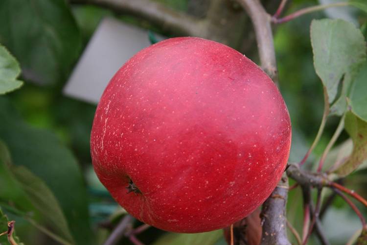 Яблоня данила (вэм желтый): описание, фото, отзывы