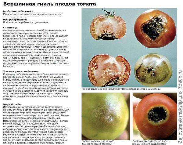 Чем лечить серую гниль на томатах: профилактика, методы борьбы