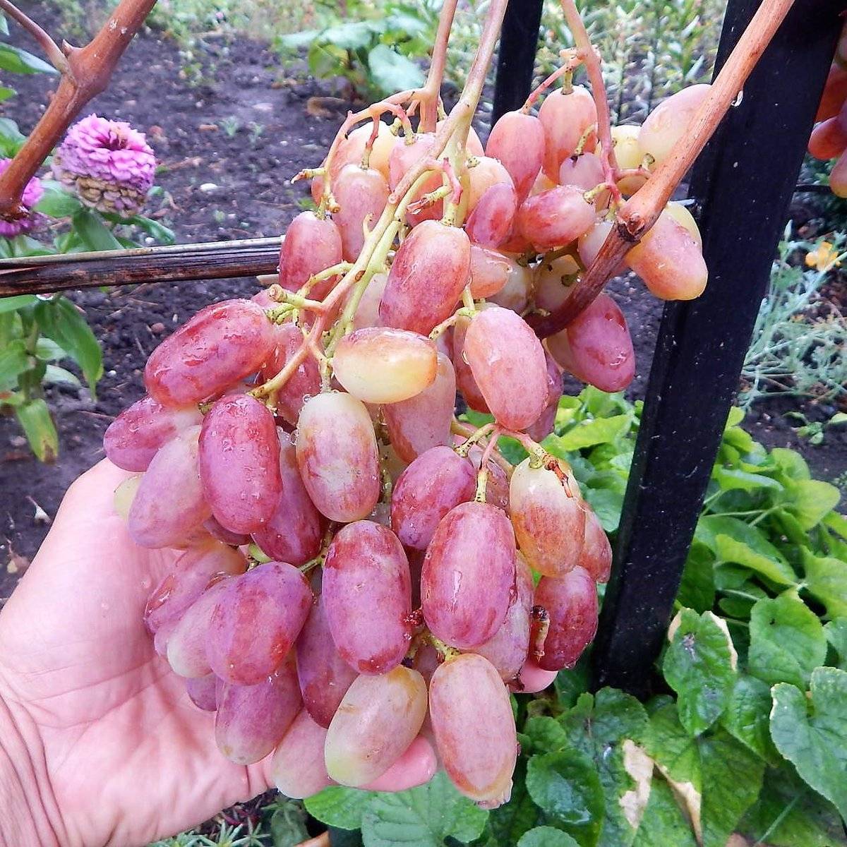 Описание и особенности винограда сорта юбилей новочеркасска. отзывы виноградарей