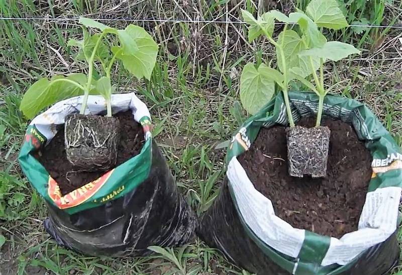 Огурцы в мешках: выращивание пошагово, уход, видео