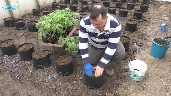 Выращивание томатов вверх корнями – как правильно сажать, в бутылках, ведрах, фото, видео, отзывы